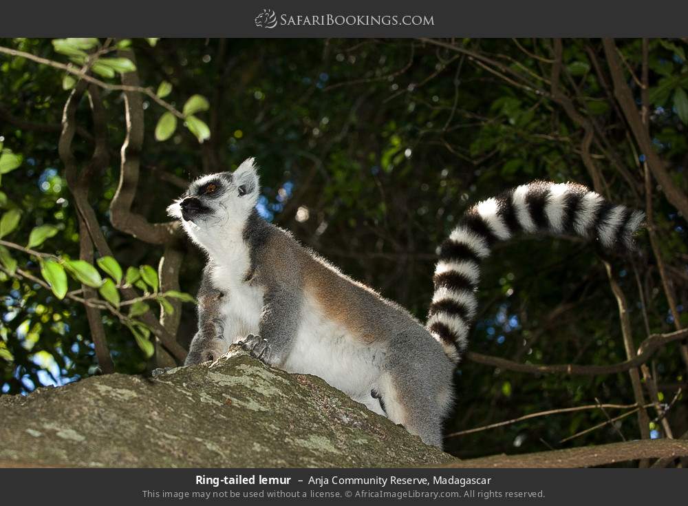 Ring-tailed lemur in Anja Community Reserve, Madagascar