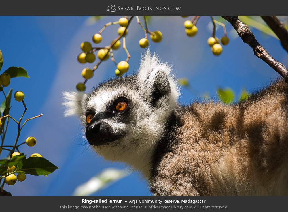 Ring-tailed lemur in Anja Community Reserve, Madagascar