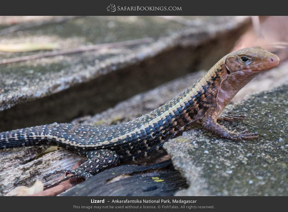 Lizard in Ankarafantsika National Park, Madagascar