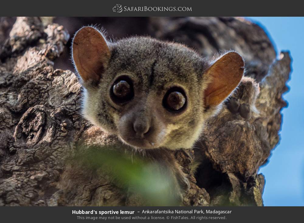 Hubbard's sportive lemur in Ankarafantsika National Park, Madagascar