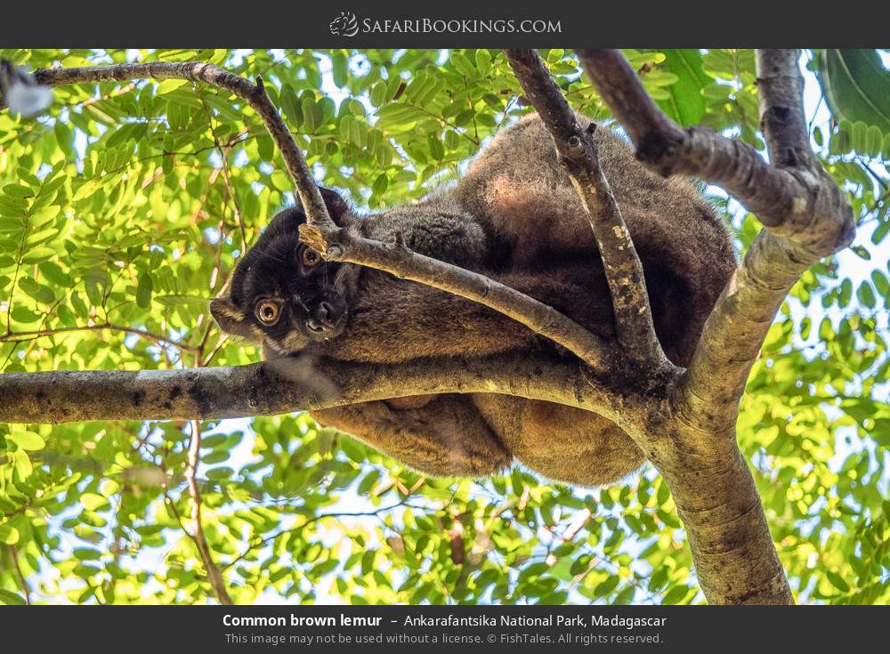 Common brown lemur in Ankarafantsika National Park, Madagascar