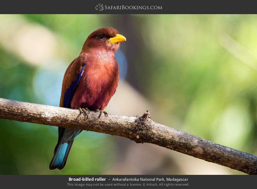 Broad-billed roller in Ankarafantsika National Park, Madagascar