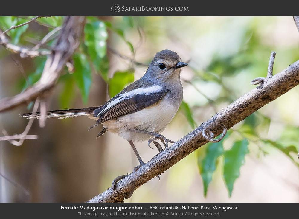 Female Madagascar magpie-robin in Ankarafantsika National Park, Madagascar