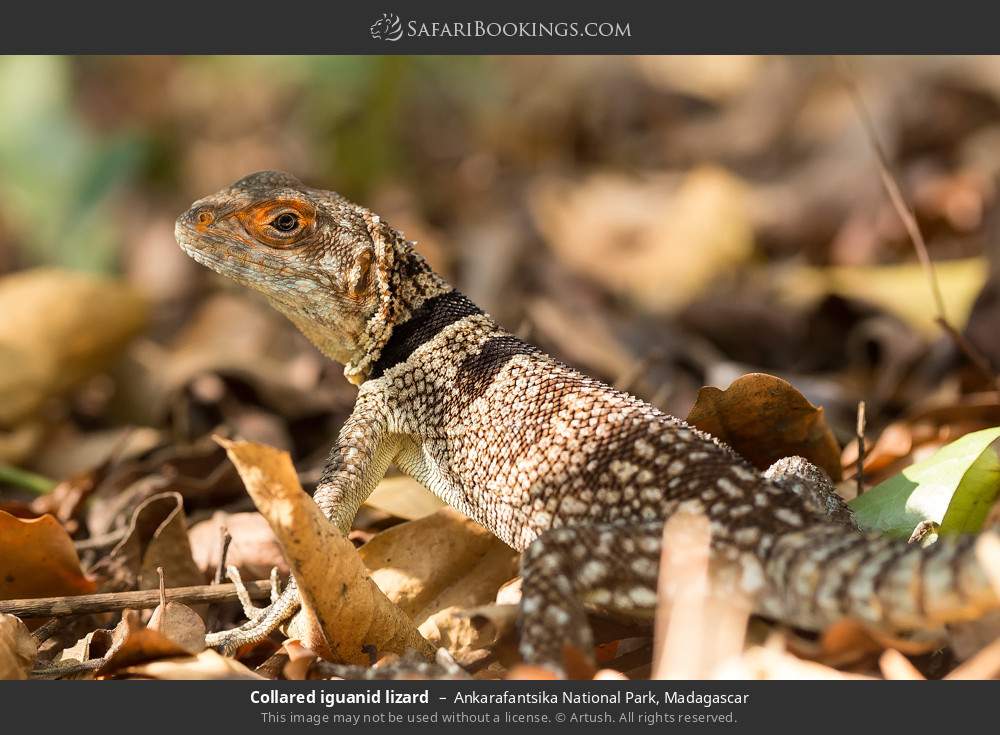 Collared iguanid lizard in Ankarafantsika National Park, Madagascar