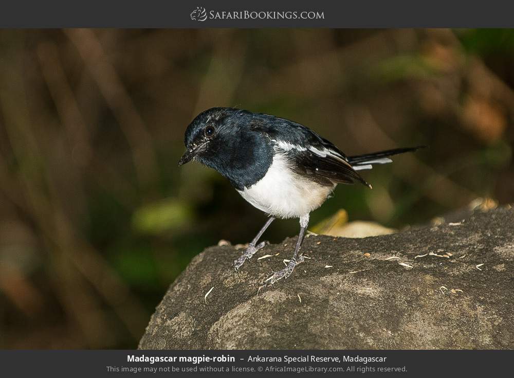 Madagascar magpie-robin in Ankarana Special Reserve, Madagascar