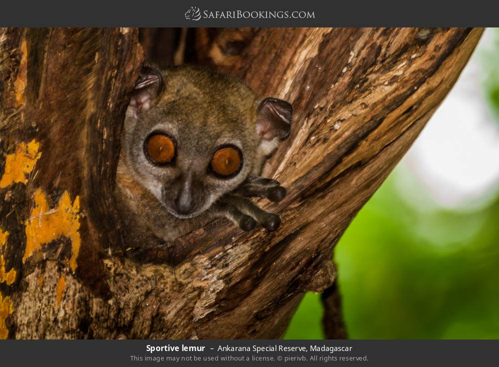 Sportive lemur in Ankarana Special Reserve, Madagascar