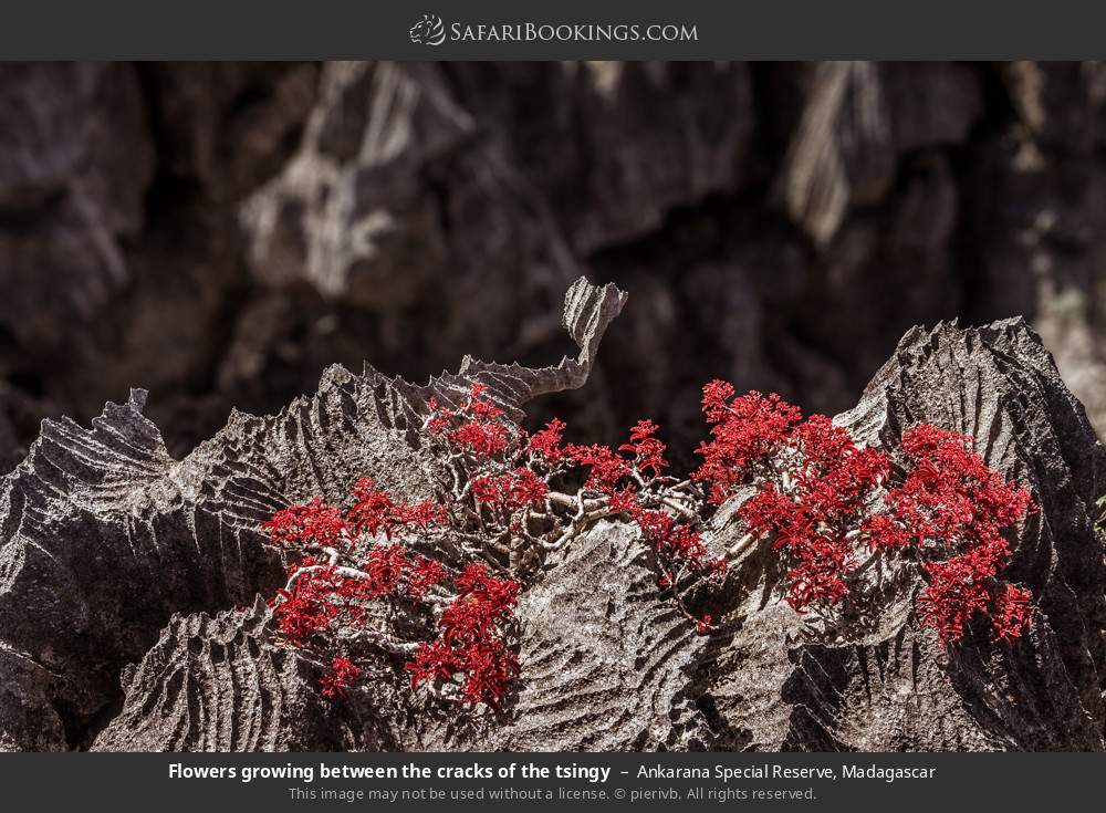 Flowers growing between cracks in the tsingy in Ankarana Special Reserve, Madagascar