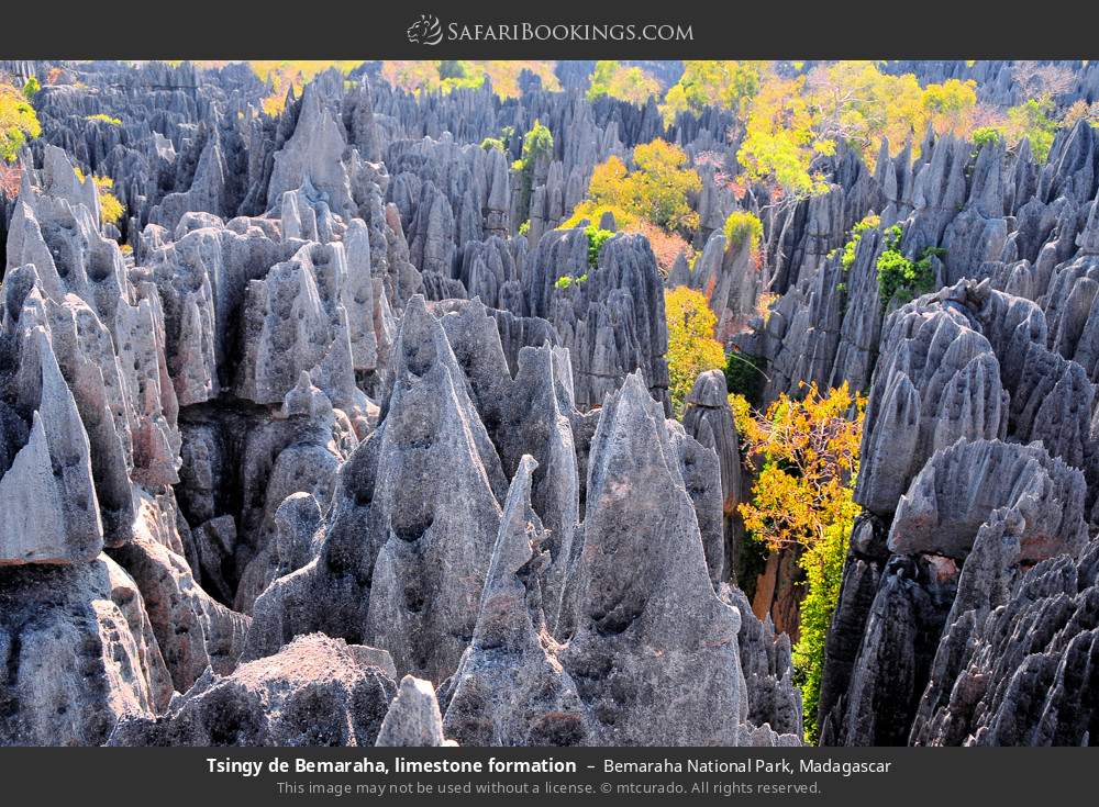 Tsingy de Bemaraha, limestone formation in Bemaraha National Park, Madagascar