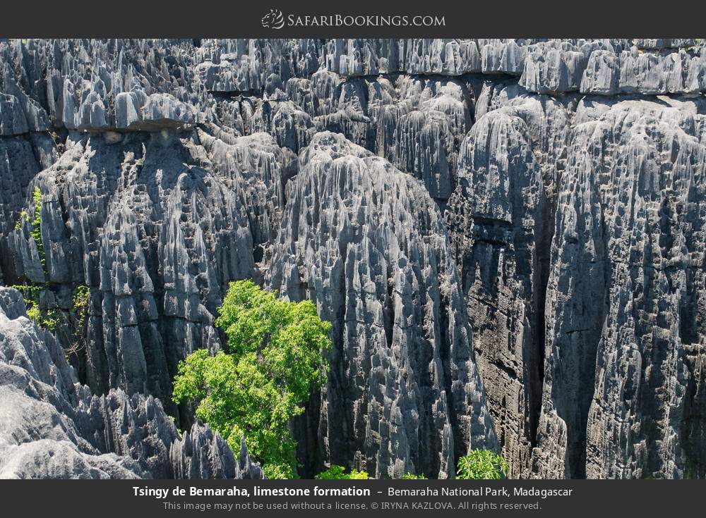 Tsingy de Bemaraha, limestone formation in Bemaraha National Park, Madagascar