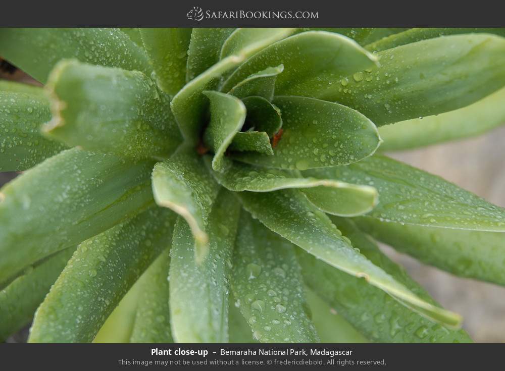 Plant close-up in Bemaraha National Park, Madagascar
