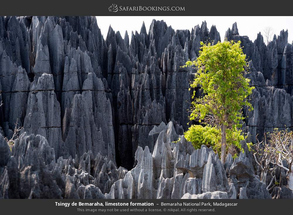 Tsingy de Bemaraha, limestone formation in Bemaraha National Park, Madagascar