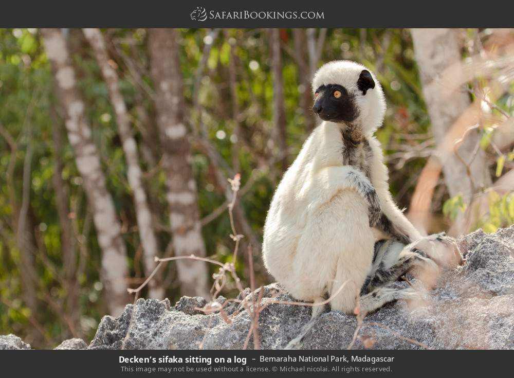Decken’s sifaka sitting on a log in Bemaraha National Park, Madagascar