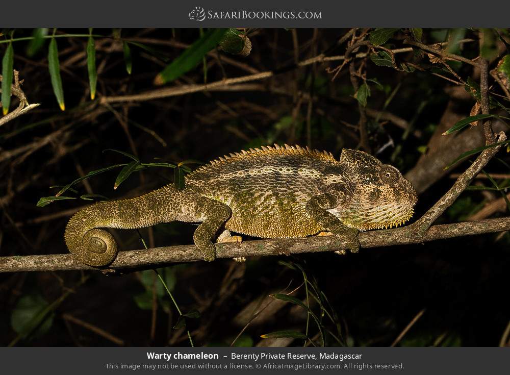Warty chameleon in Berenty Private Reserve, Madagascar