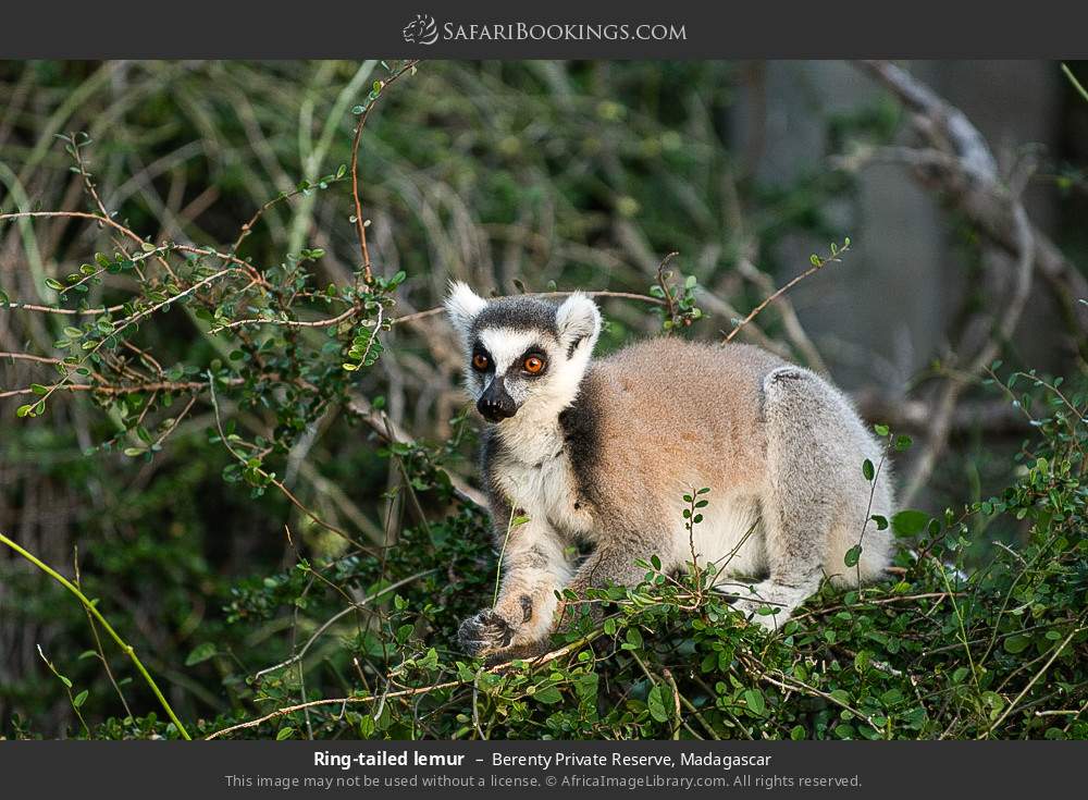 Ring-tailed lemur in Berenty Private Reserve, Madagascar