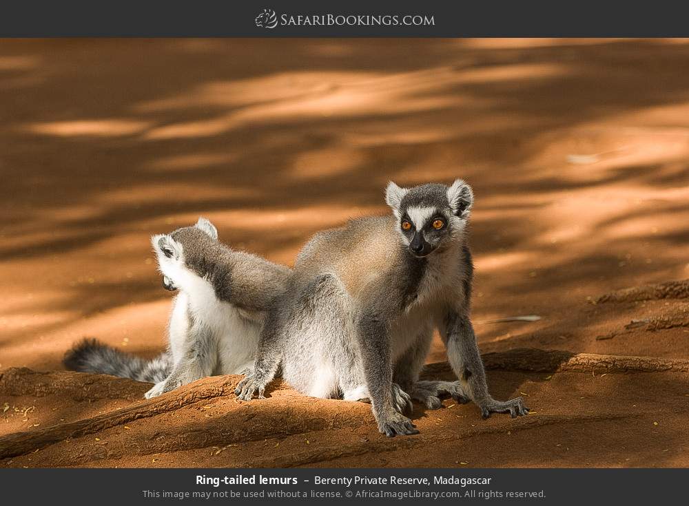 Ring-tailed lemurs in Berenty Private Reserve, Madagascar