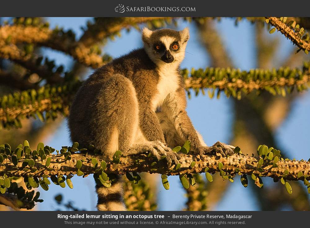 Ring-tailed lemur sitting in an octopus tree in Berenty Private Reserve, Madagascar