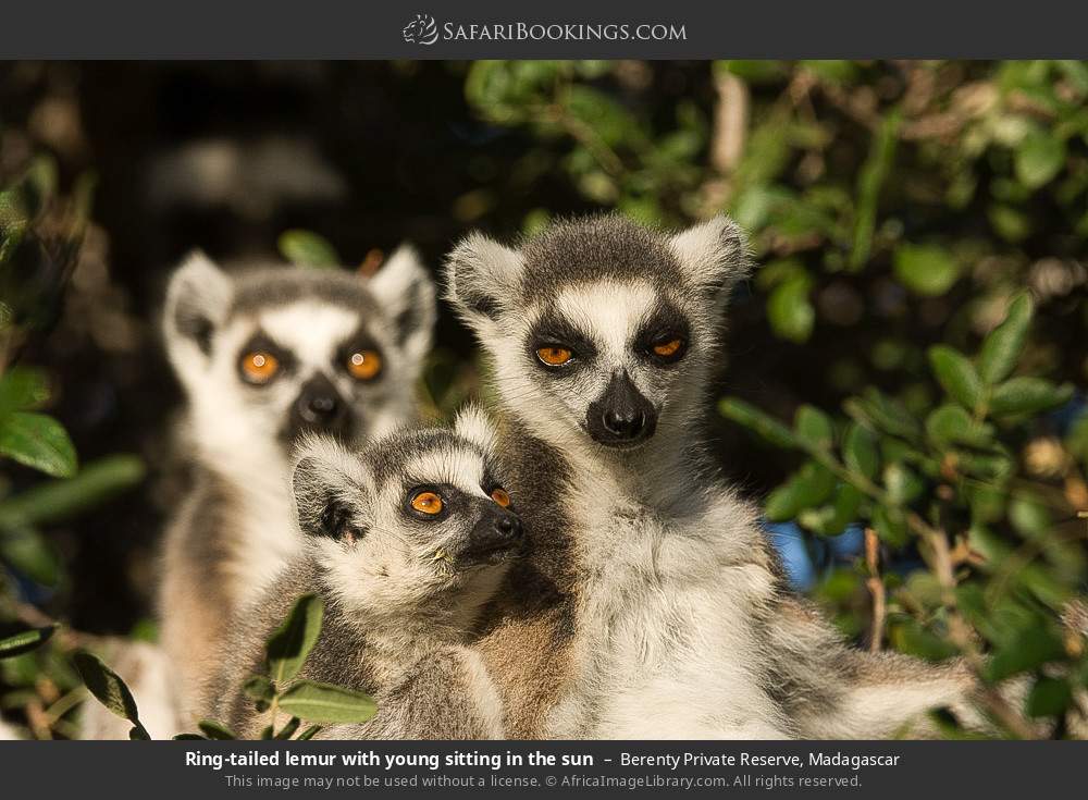 Ring-tailed lemur with young sitting in the sun in Berenty Private Reserve, Madagascar