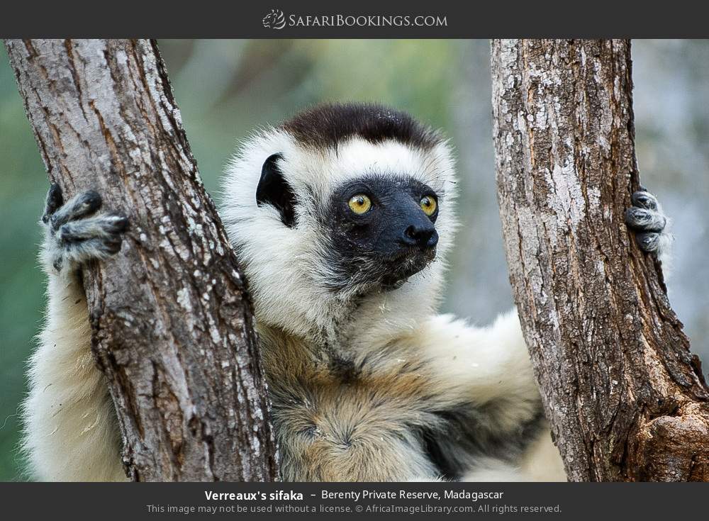 Verreaux's sifaka in Berenty Private Reserve, Madagascar