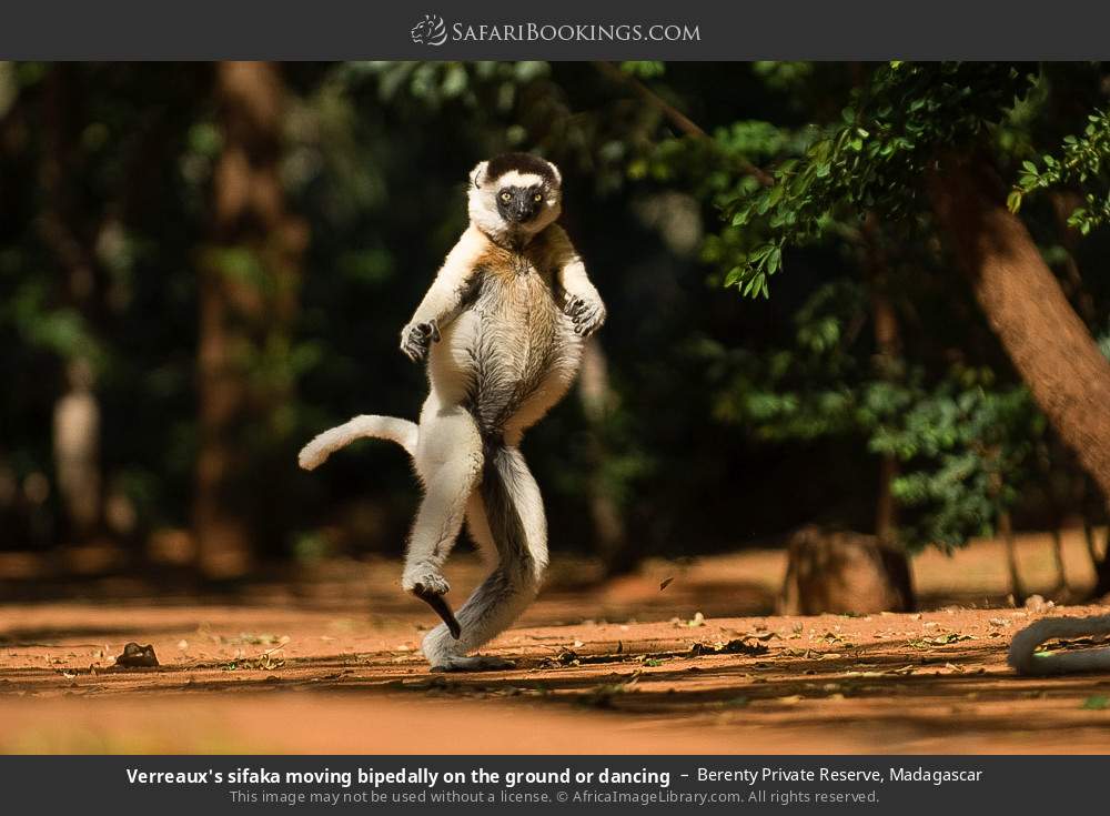 Verreaux's sifaka dancing (moving bipedally on the ground) in Berenty Private Reserve, Madagascar