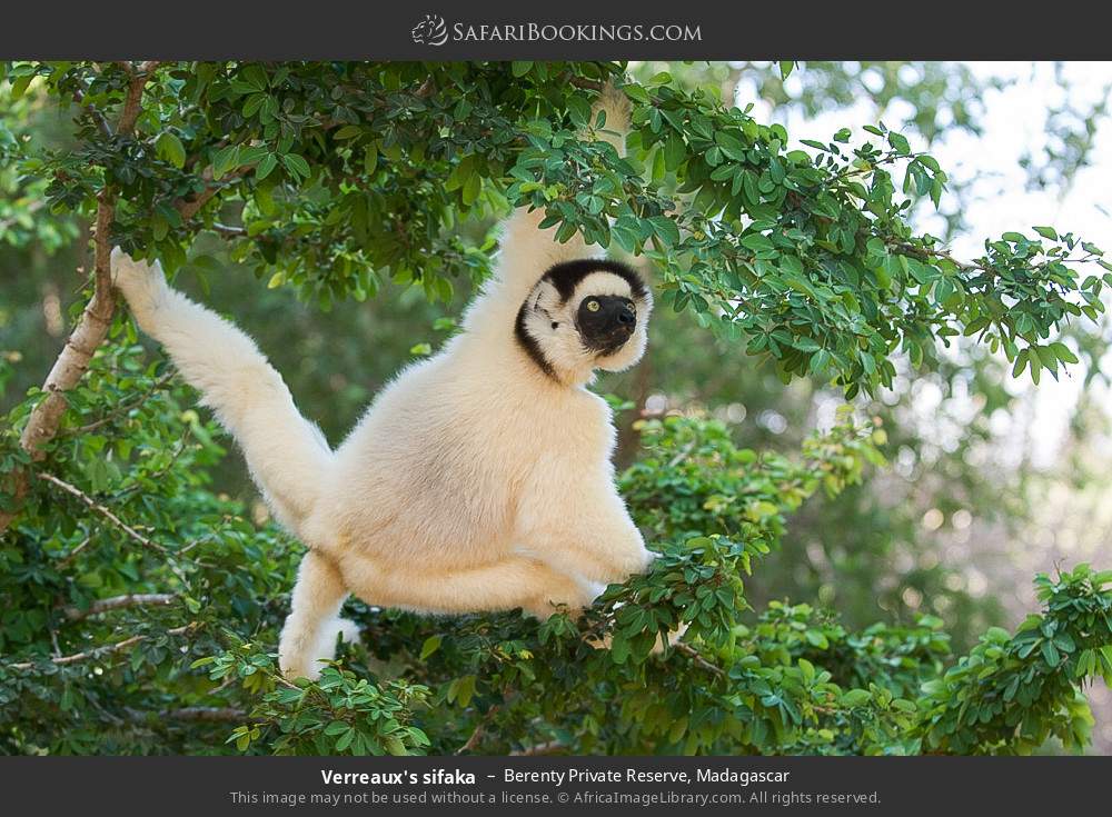 Verreaux's sifaka in Berenty Private Reserve, Madagascar
