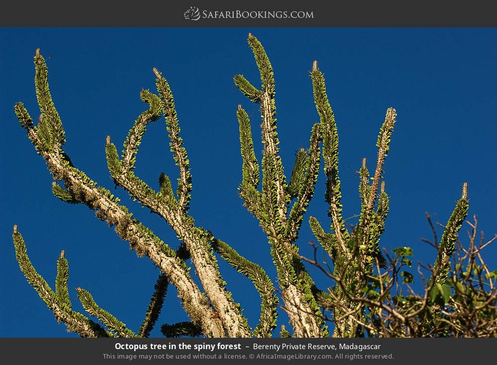 Octopus tree in the spiny forest in Berenty Private Reserve, Madagascar