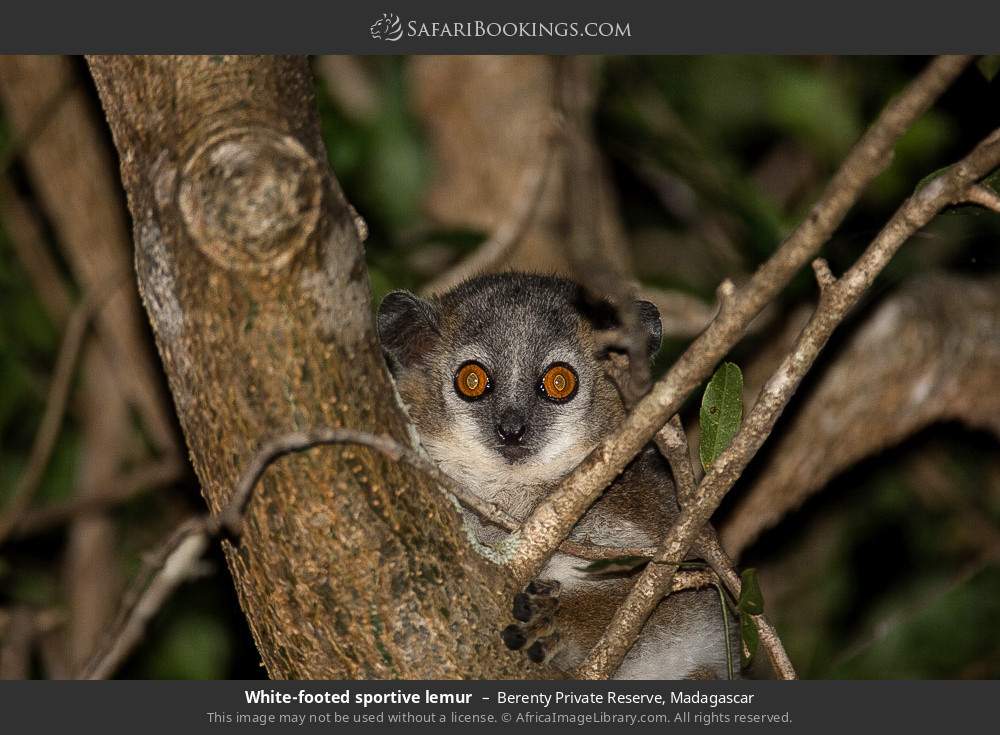 White-footed sportive lemur in Berenty Private Reserve, Madagascar