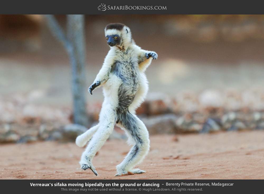 Verreaux's sifaka dancing sideways across the ground in Berenty Private Reserve, Madagascar