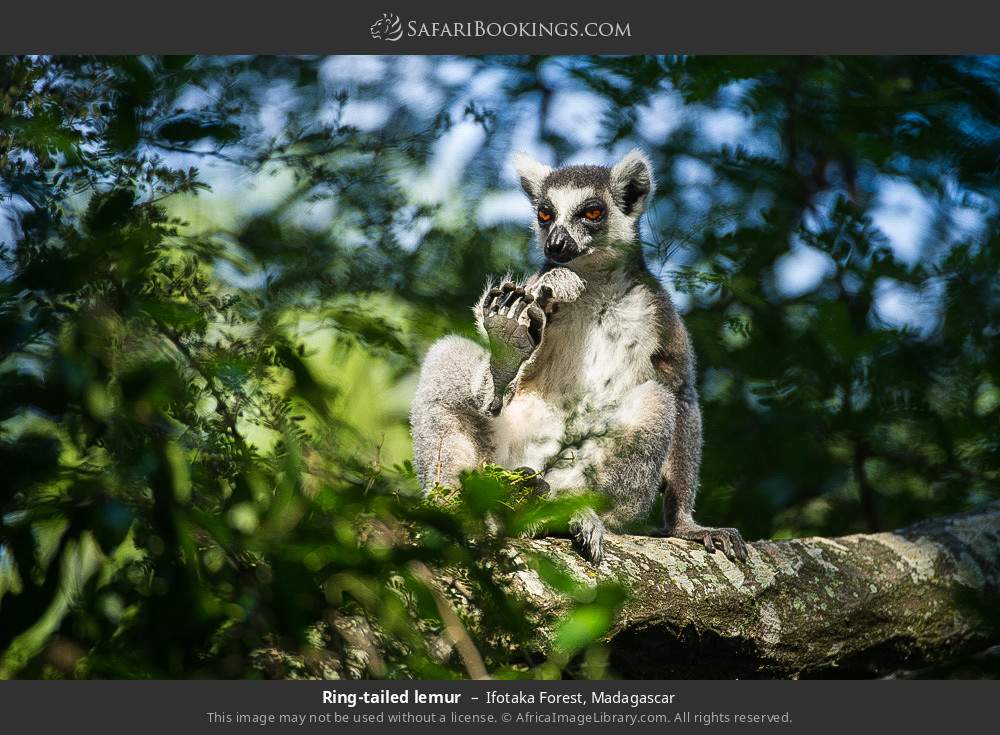 Ring-tailed lemur in Ifotaka Forest, Madagascar