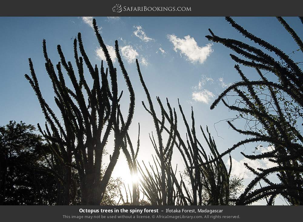 Octopus trees in the spiny forest in Ifotaka Forest, Madagascar