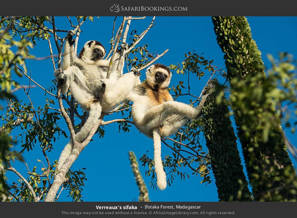 Verreaux's sifakas in Ifotaka Forest, Madagascar