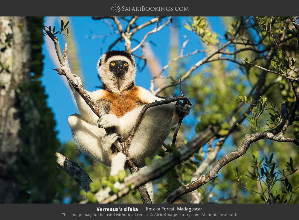 Verreaux's sifaka in Ifotaka Forest, Madagascar