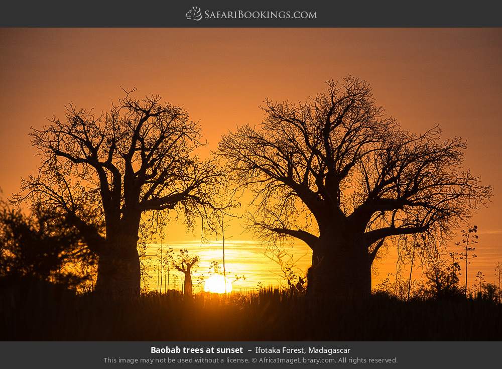 Baobab trees at sunset in Ifotaka Forest, Madagascar