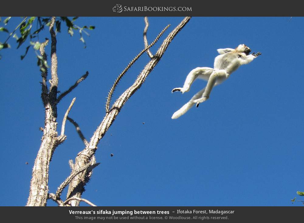 Verreaux's sifaka jumping between trees in Ifotaka Forest, Madagascar