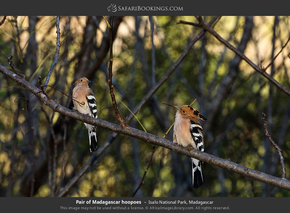 Pair of Madagascar hoopoes in Isalo National Park, Madagascar