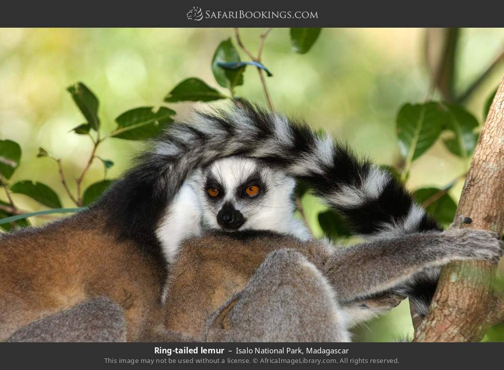Ring-tailed lemurs in Isalo National Park, Madagascar