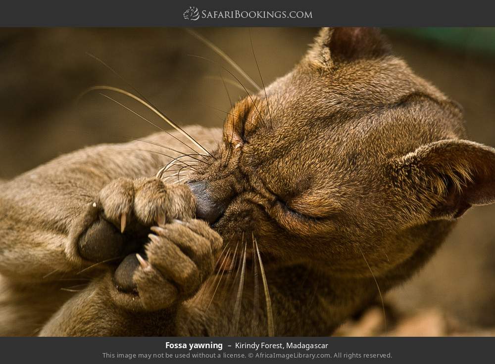 Fossa yawning in Kirindy Forest, Madagascar