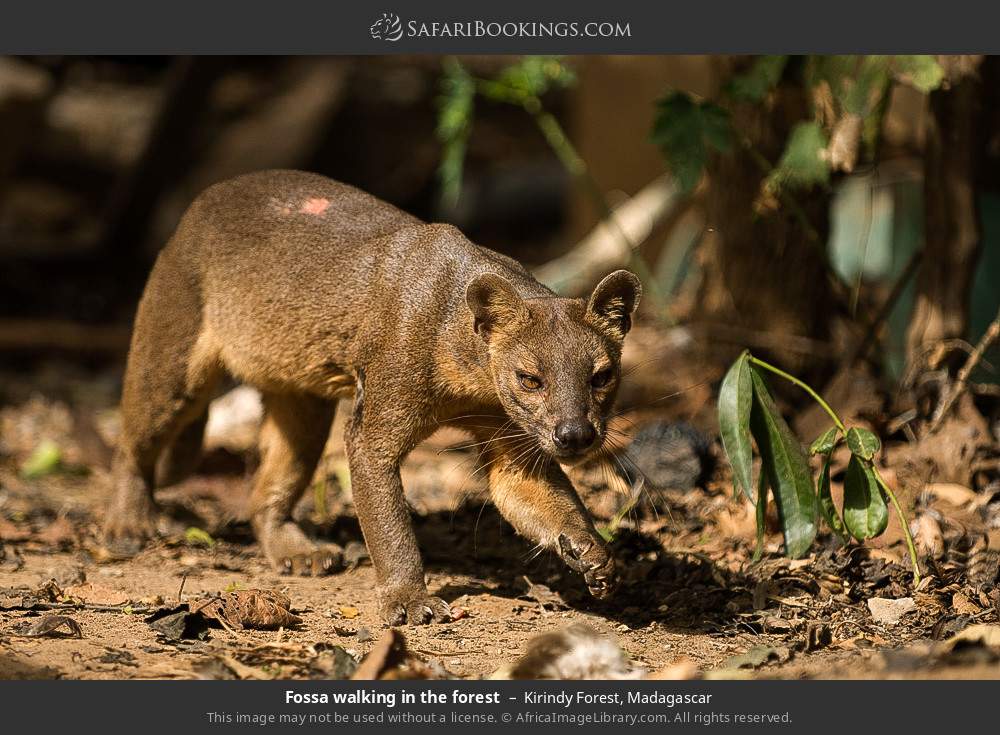 Fossa walking in the forest in Kirindy Forest, Madagascar