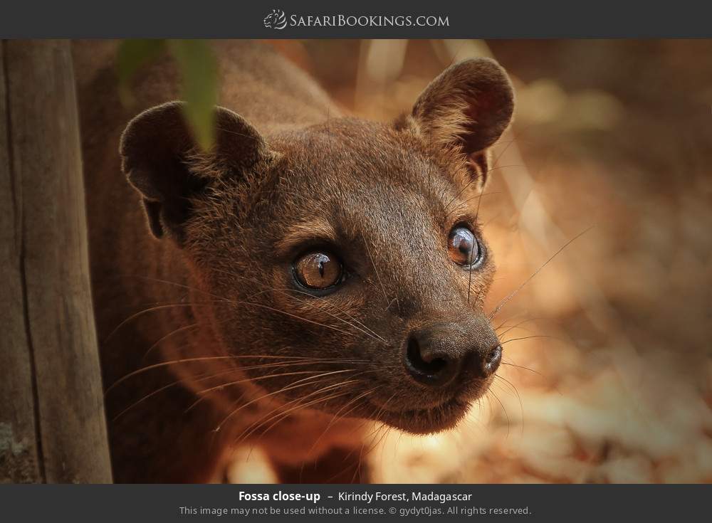 Fossa close-up in Kirindy Forest, Madagascar