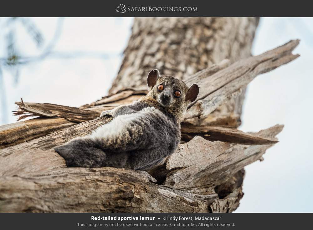 Red-tailed sportive lemur in Kirindy Forest, Madagascar