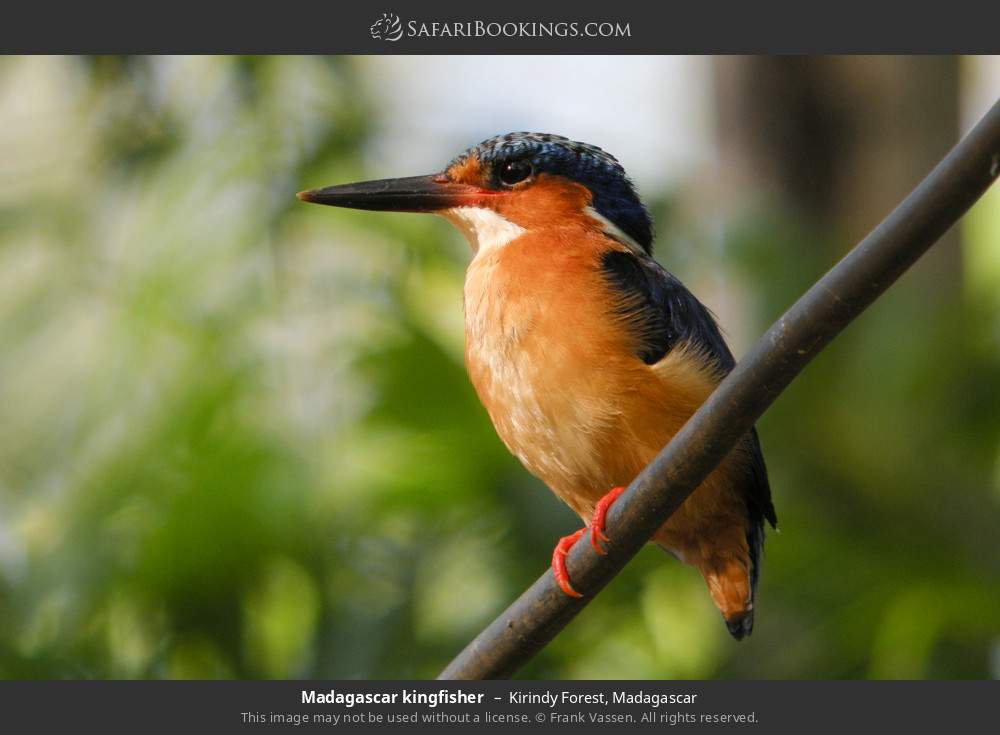 Madagascar kingfisher in Kirindy Forest, Madagascar