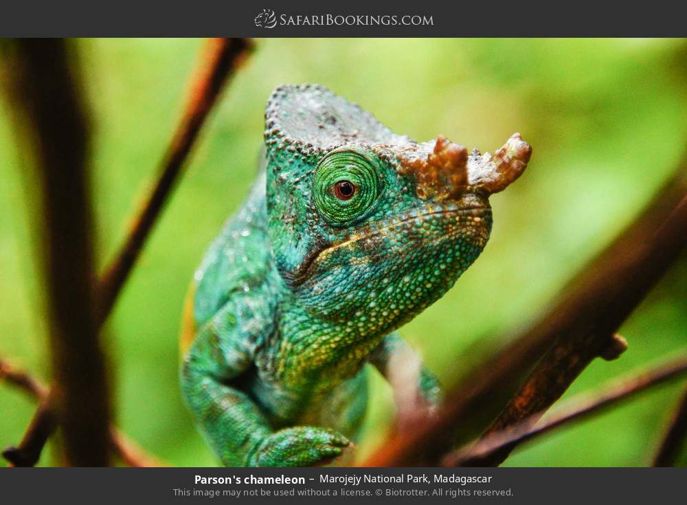 Parson's chameleon in Marojejy National Park, Madagascar