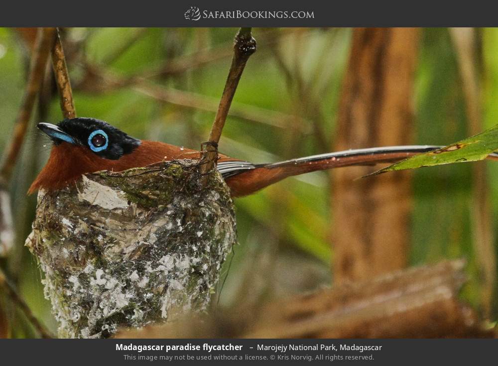 Madagascar paradise flycatcher  in Marojejy National Park, Madagascar
