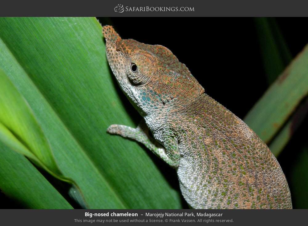 Big-nosed chameleon in Marojejy National Park, Madagascar