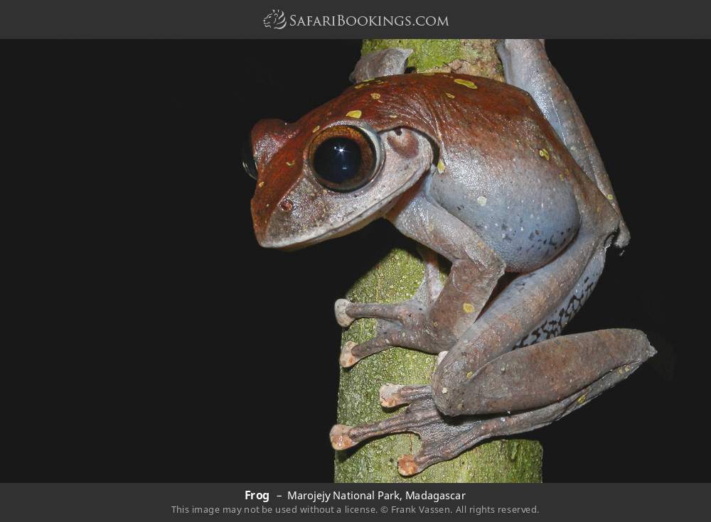 Frog in Marojejy National Park, Madagascar