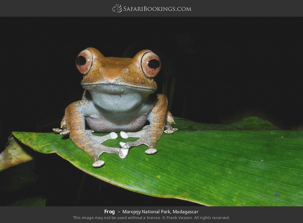 Frog in Marojejy National Park, Madagascar