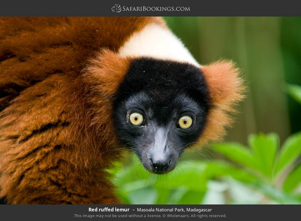 Red ruffed lemur in Masoala National Park, Madagascar