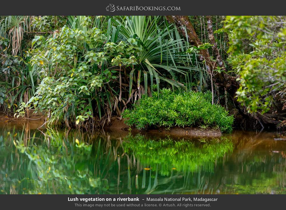Lush vegetation on a riverbank in Masoala National Park, Madagascar