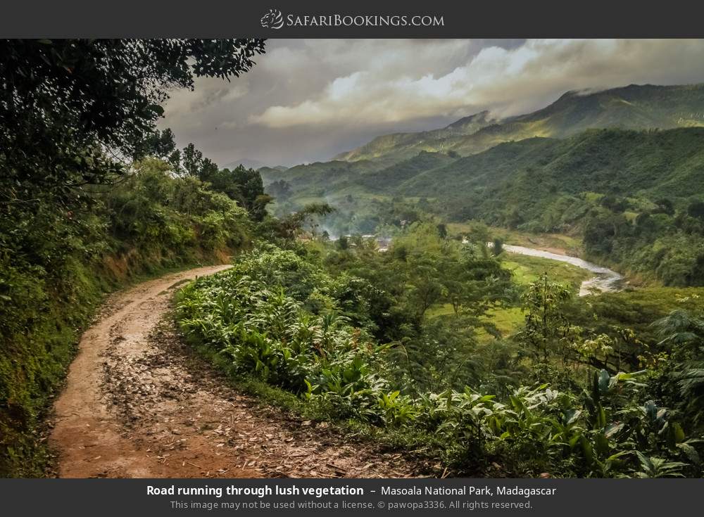 Road running through lush vegetation in Masoala National Park, Madagascar
