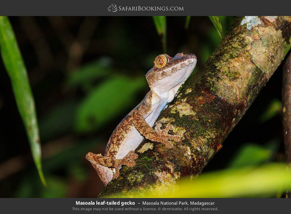 Masoala leaf-tailed gecko in Masoala National Park, Madagascar