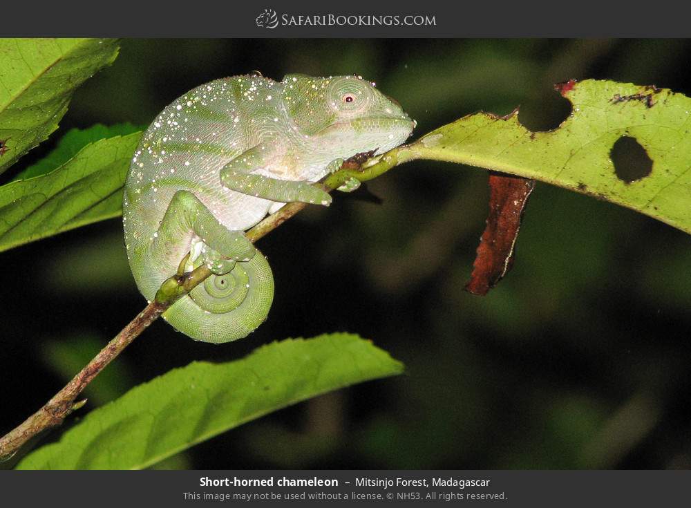 Short-horned chameleon in Mitsinjo Forest, Madagascar